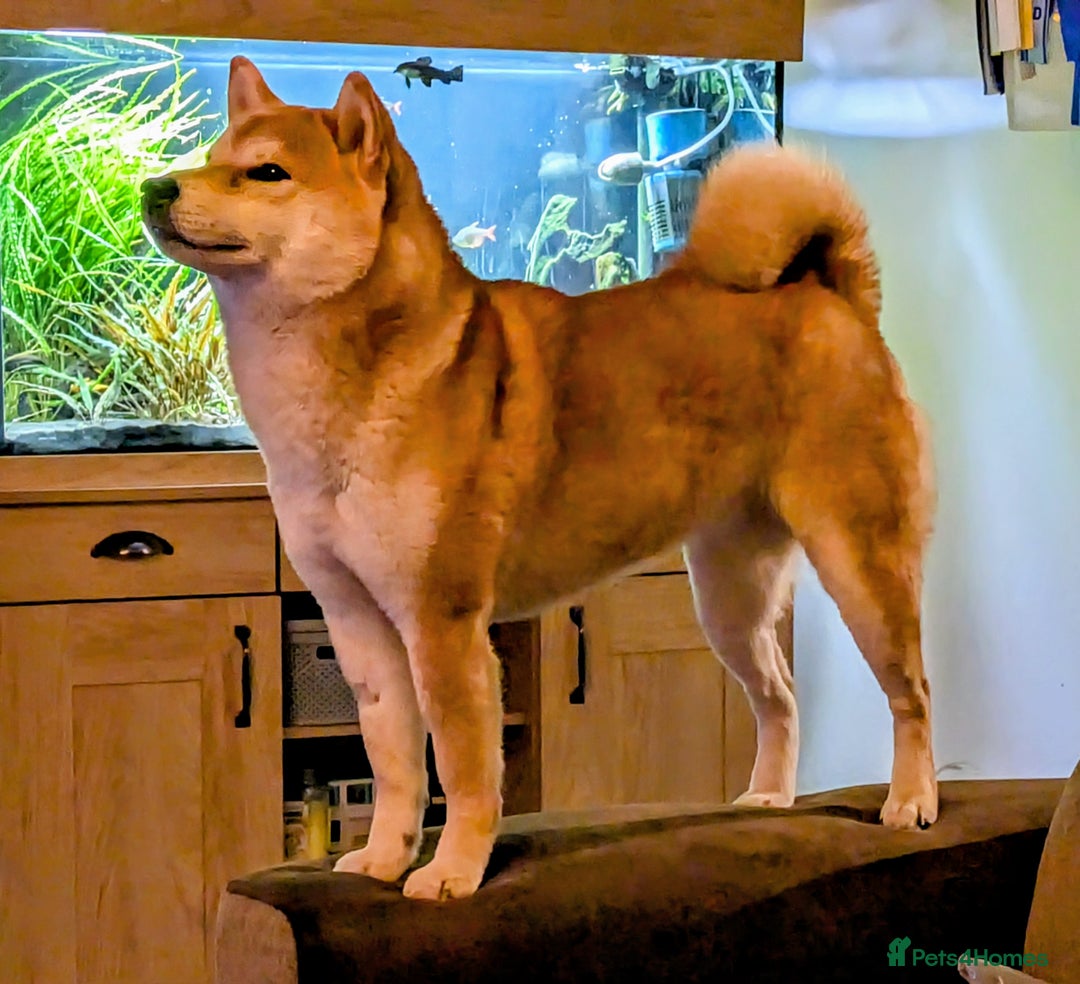 Japanese Shiba Inu dogs for sale: Japanese shiba inu - Image 6