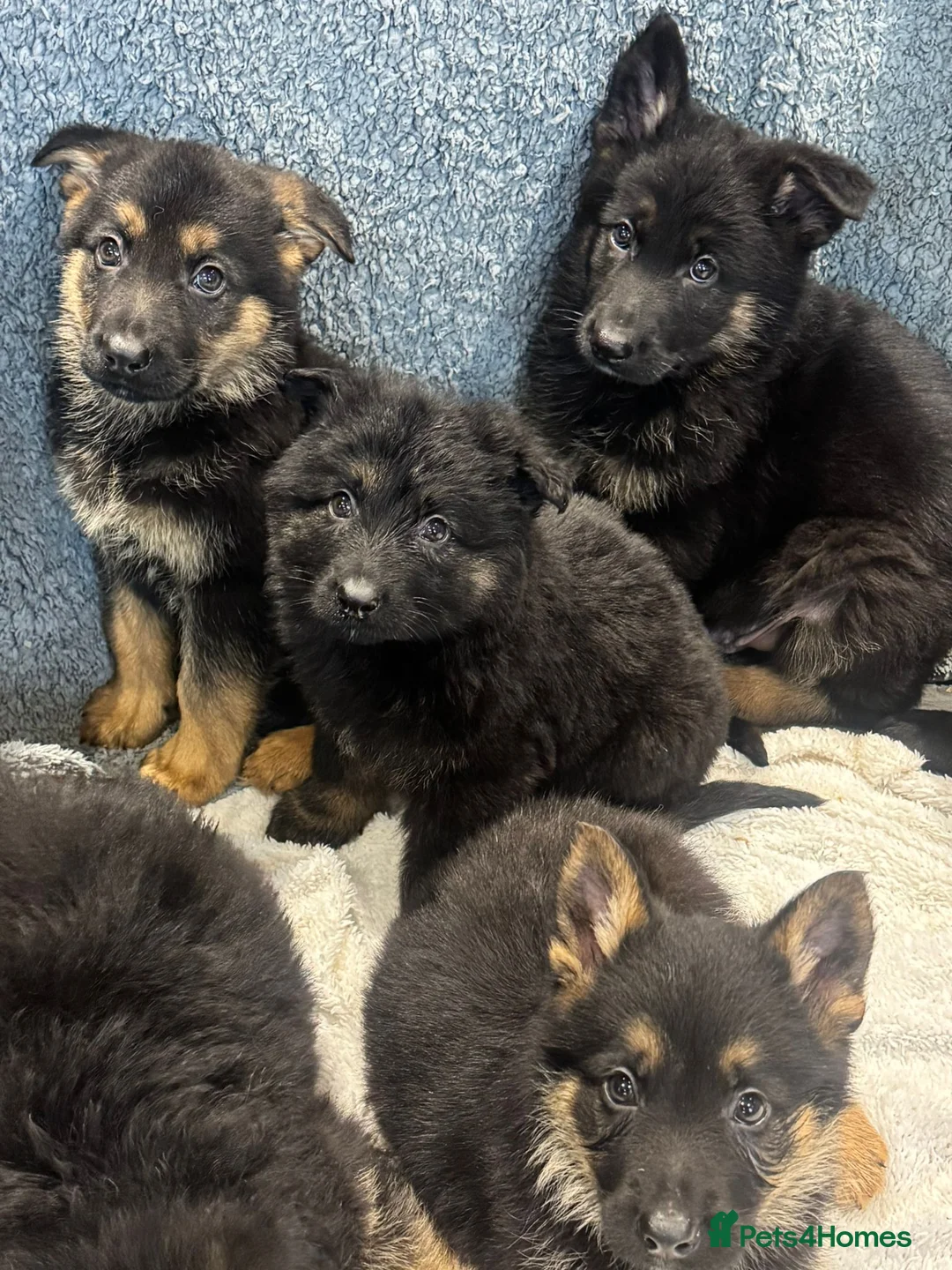 German Shepherd dogs for sale: German shepherd pups  - Advert 12
