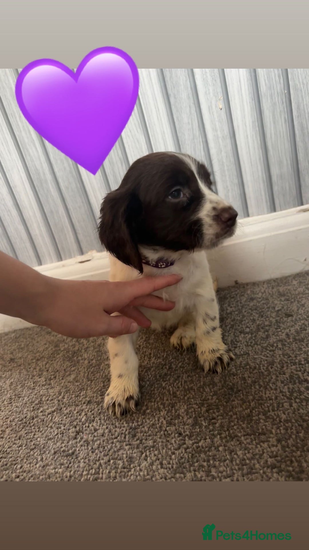 Sprocker dogs for sale: Sprocker spaniel puppy’s  - Image 5