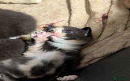 British Longhair cats for sale: Kittens for sale  - Image 7
