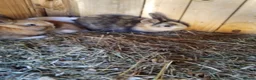 Mini Lop rabbits for sale: Baby lops - Advert 3