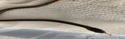 Garter Snake reptiles for sale: Cb26 lake chapala garter snakes - Advert 4