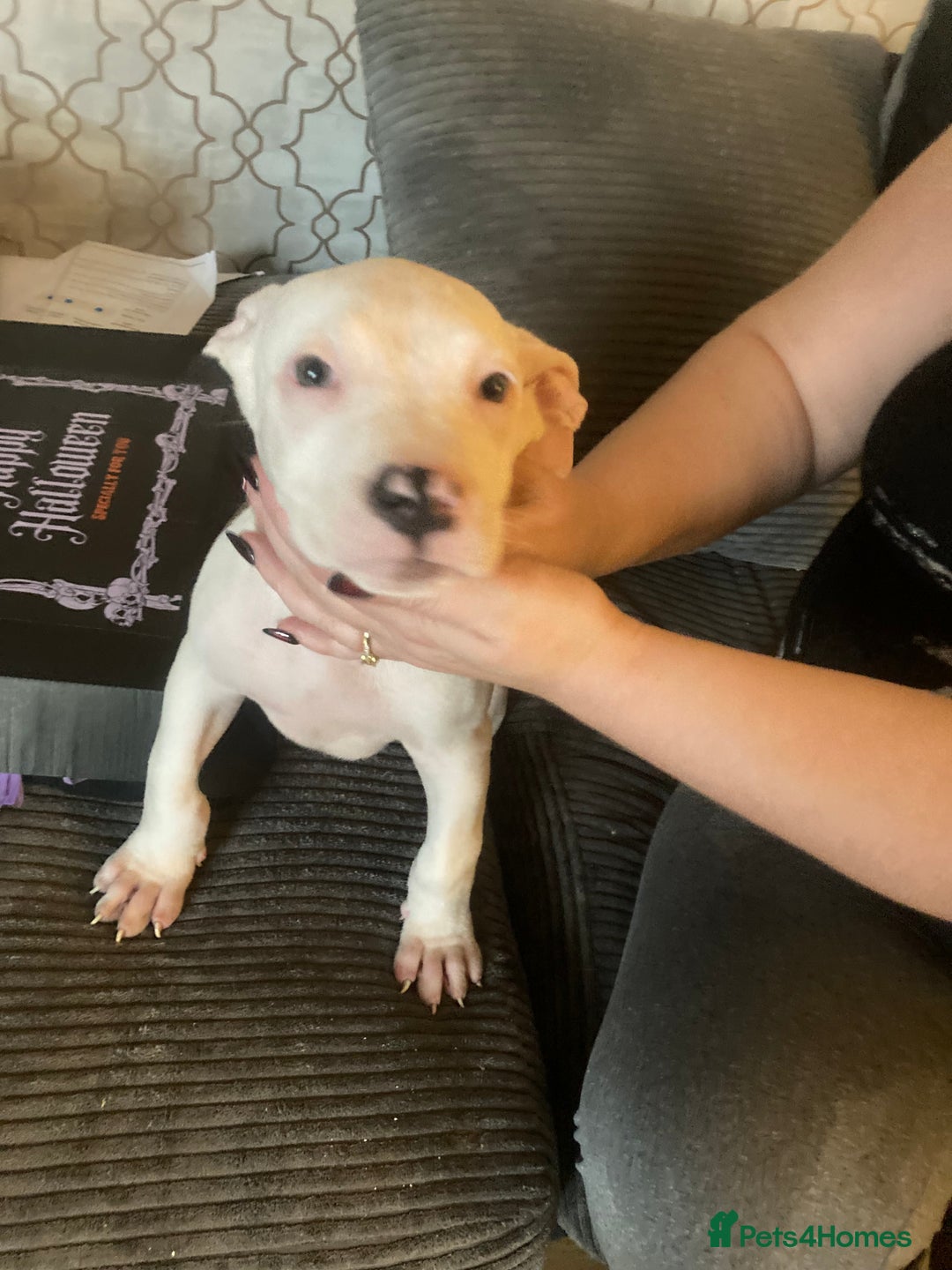 American Bulldog dogs for sale: american bulldog puppies - Image 7