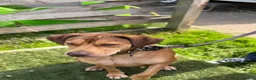 Staffordshire Bull Terrier dogs for adoption: Mascara - Advert 7