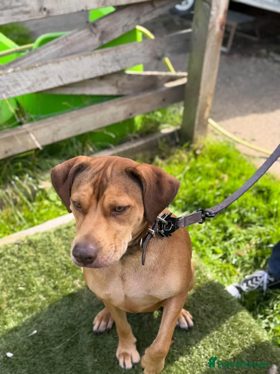 Staffordshire Bull Terrier dogs for adoption: Mascara - Advert 7