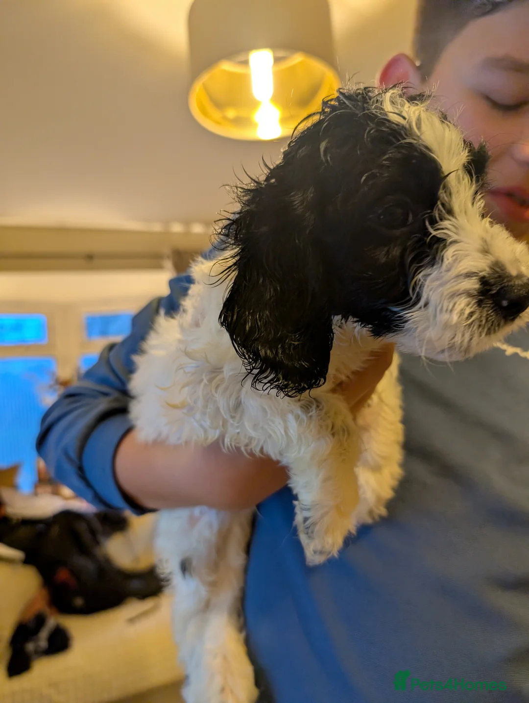 Cockapoo dogs for sale: Three Male Cockapoo puppies  - Advert 2