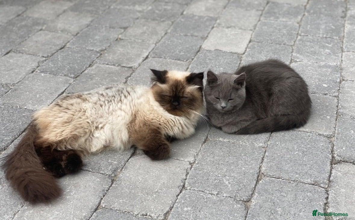 Persian cats Persian babies ready  - Advert 1