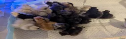 Chickens poultry for sale: Unsexed Silkie chicks mixed colours  - Advert 25