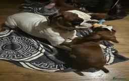 Boxer dogs for sale: Bouncy beautiful boxers  - Image 3