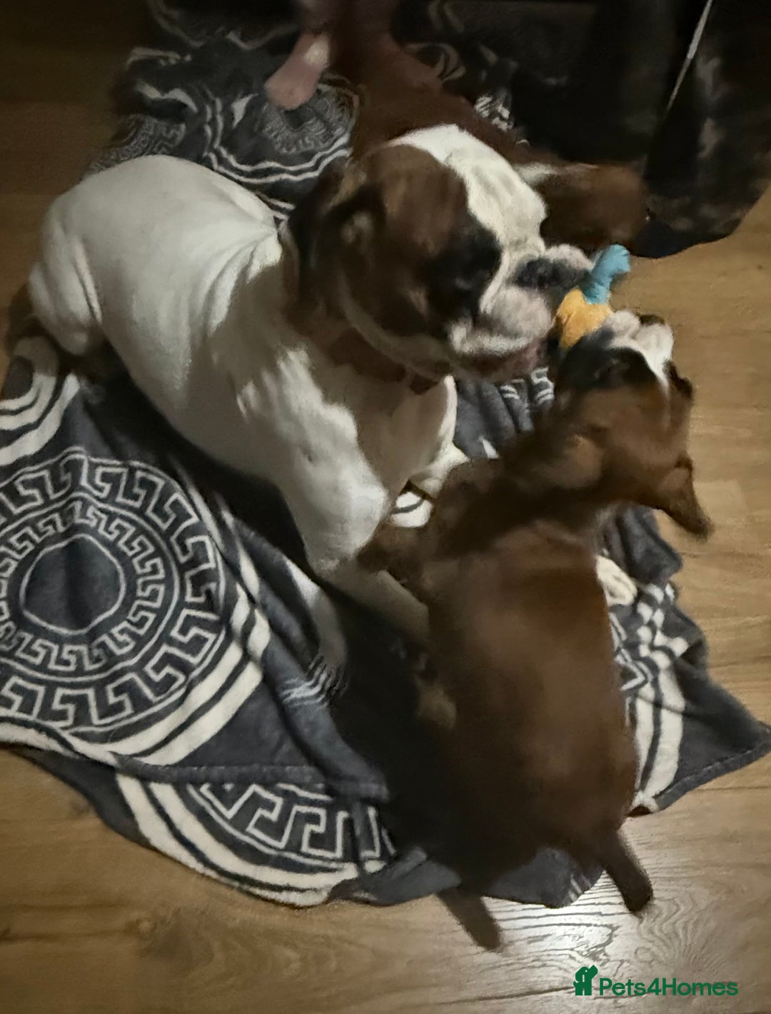 Boxer dogs for sale: Bouncy beautiful boxers  - Image 3