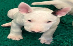 Bull Terrier dogs for sale: USA & UK Champion Bloodline English bull terriers  in Gateshead - Image 9