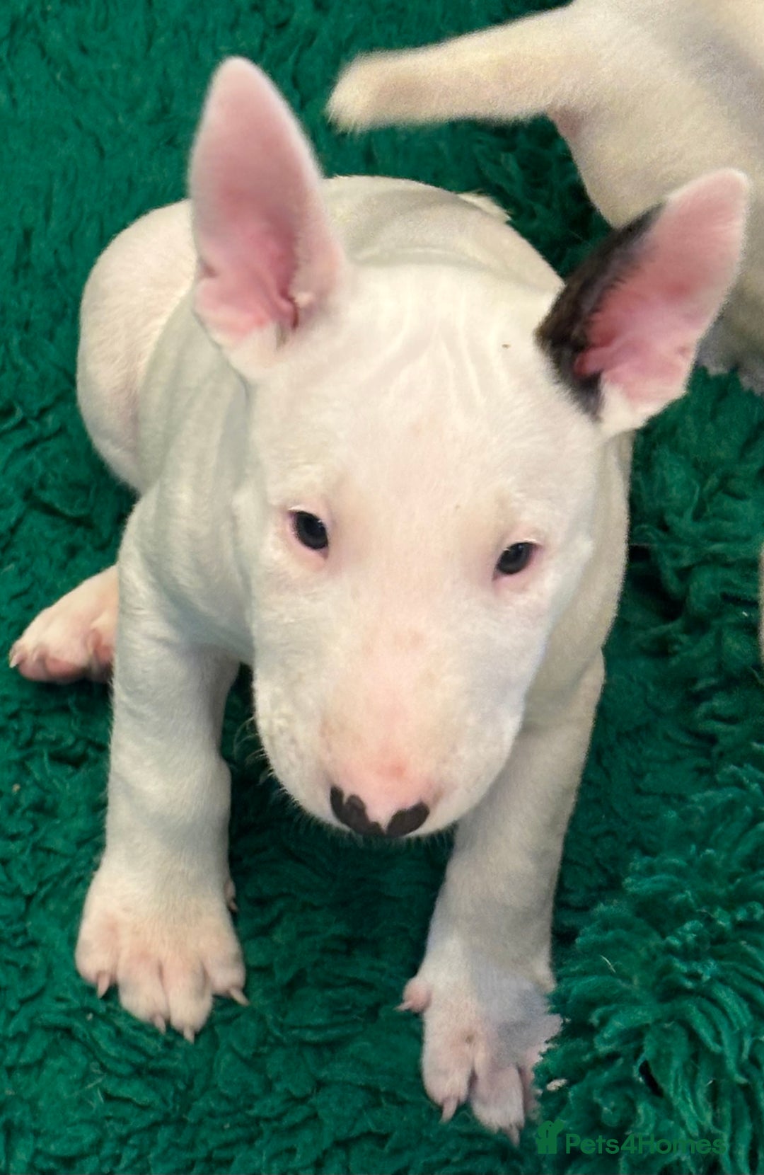 Bull Terrier dogs for sale: USA & UK Champion Bloodline English bull terriers  in Gateshead - Image 9