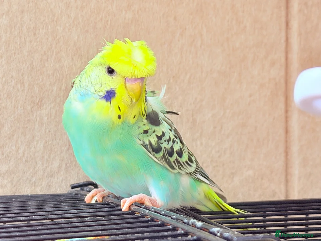Budgerigars birds for sale: Beautiful young budgies available  - Advert 1