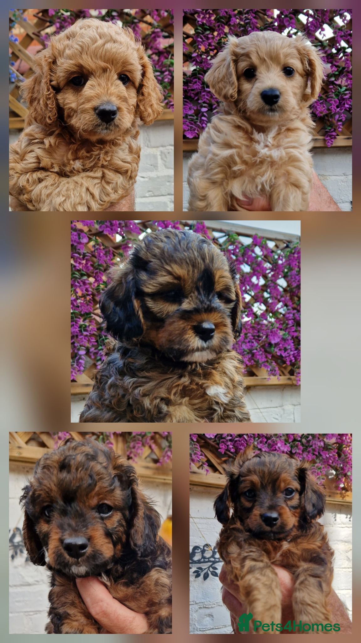 Cavapoochon dogs Beautiful Cavapoochon Pups  - Advert 12