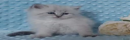 Siberian cats for sale: Pure Siberian Kittens For Sale  - Advert 12