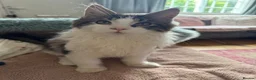 Maine Coon cats for sale: Last boy!!  - Advert 7