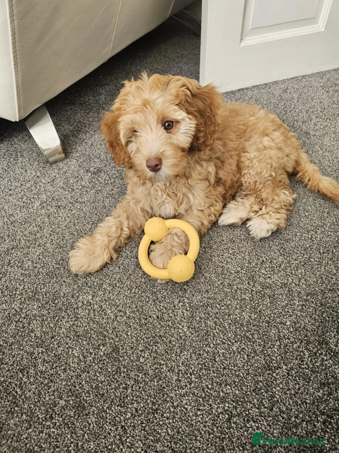 Cockapoo dogs for sale: Female Cockapoo - Advert 1