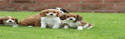 Cavapoo dogs for sale: Beautiful Cavapoo puppies for sale - Advert 4