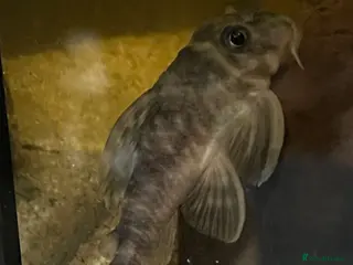 Plecos fish L333 Gurupa Pleco. Rare and really pretty. - Advert 15