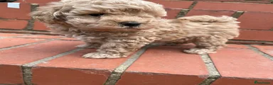 Maltipoo 3