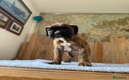 Boxer dogs for sale: STUNNING PEDIGREE BOXERS!x - Image 10