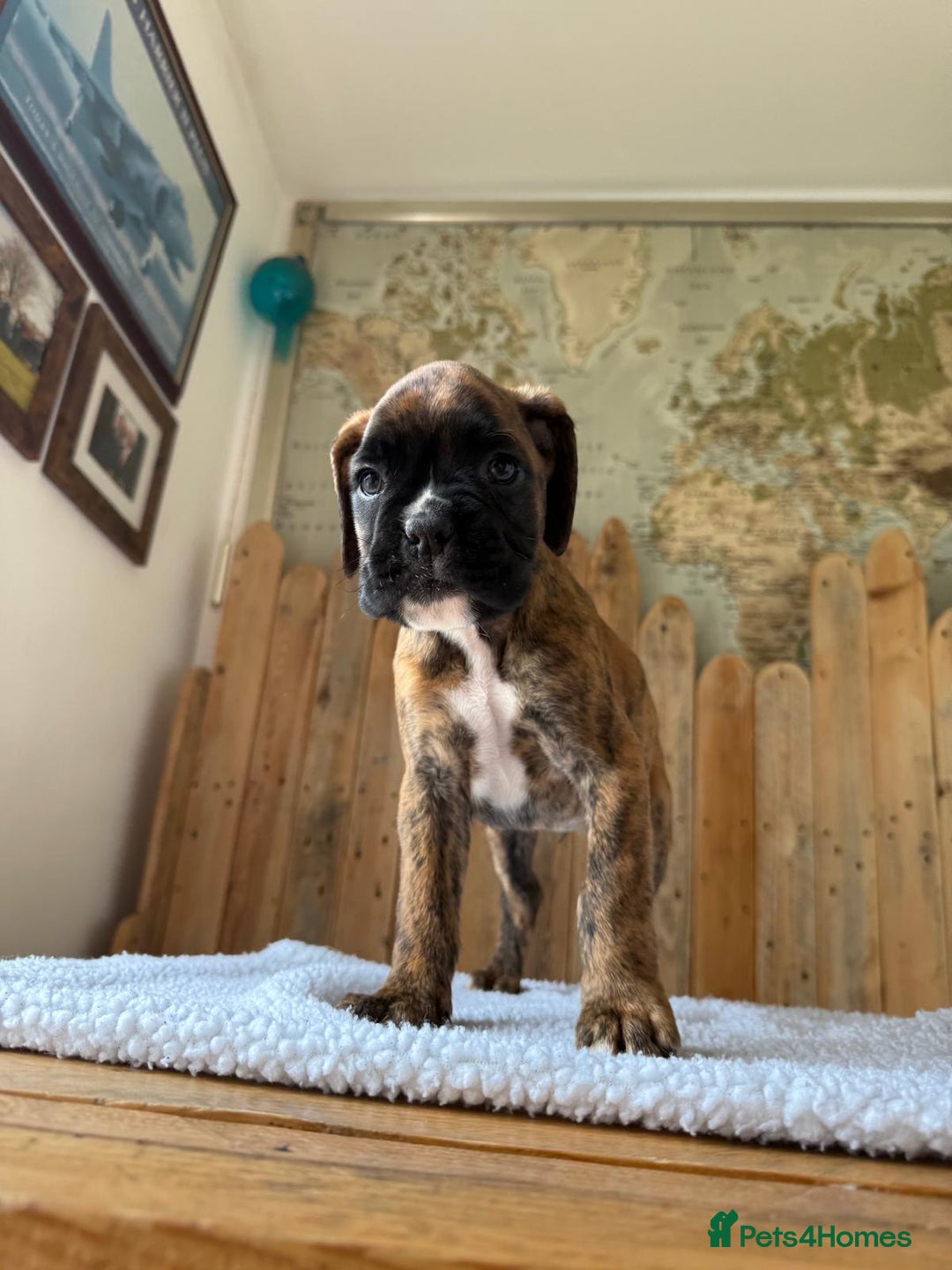 Boxer dogs for sale: STUNNING PEDIGREE BOXERS!x - Image 10