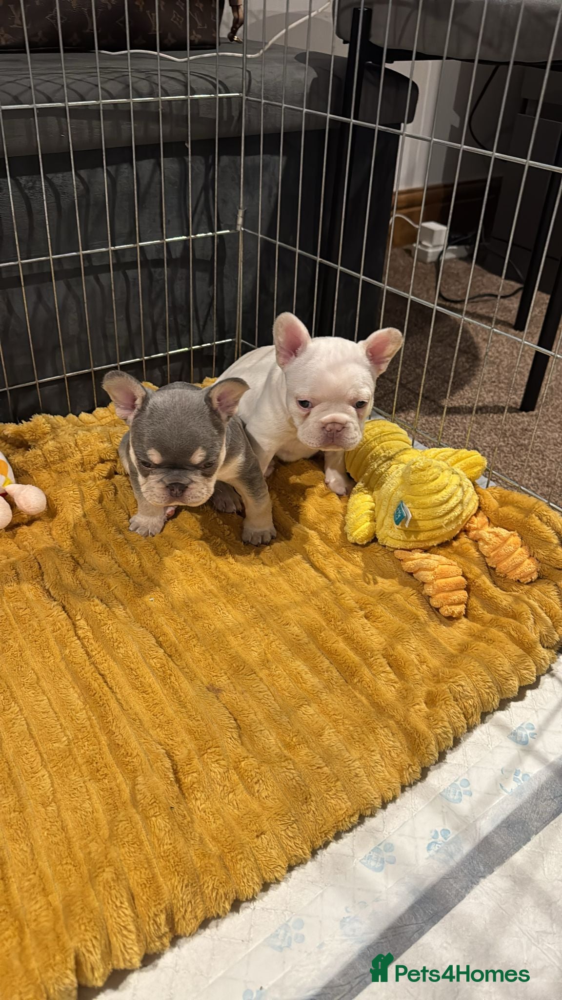 French Bulldog dogs French Bulldog Puppies  - Advert 19