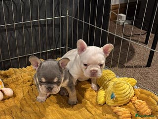 French Bulldog dogs French Bulldog Puppies - Advert 4