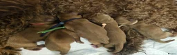 Cavapoo dogs for sale: Cavapoo puppies (toy)DNA CLEAR - Advert 41