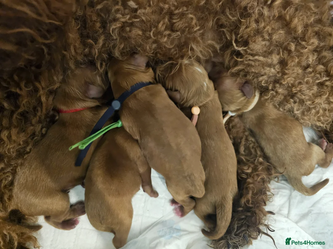 Cavapoo dogs for sale: Cavapoo puppies (toy)DNA CLEAR - Advert 41