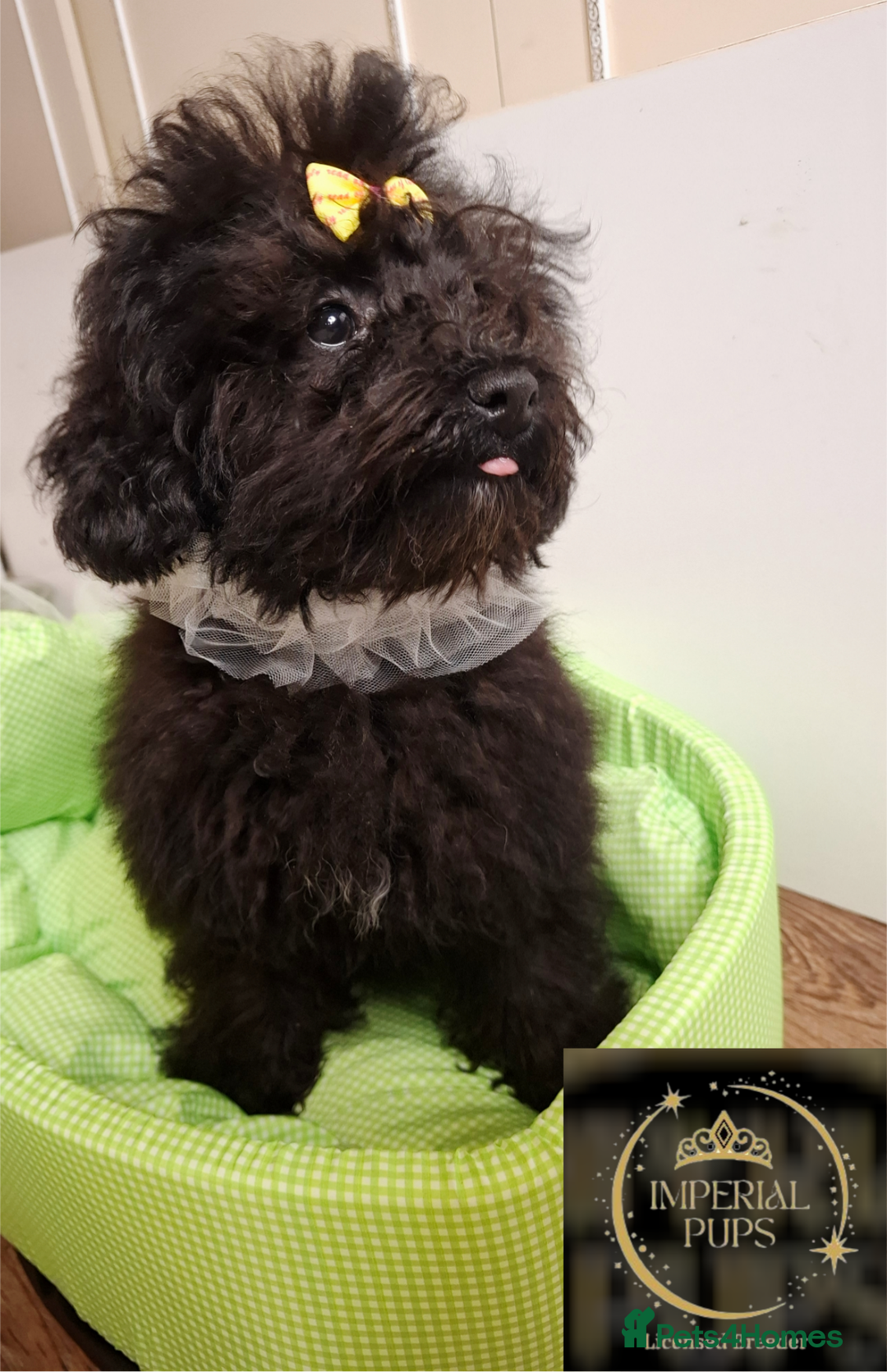 Toy Poodle dogs for sale: Asian toy poodle round eyes sable flat muzzle  - Advert 4