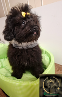 Toy Poodle dogs - Advert 15