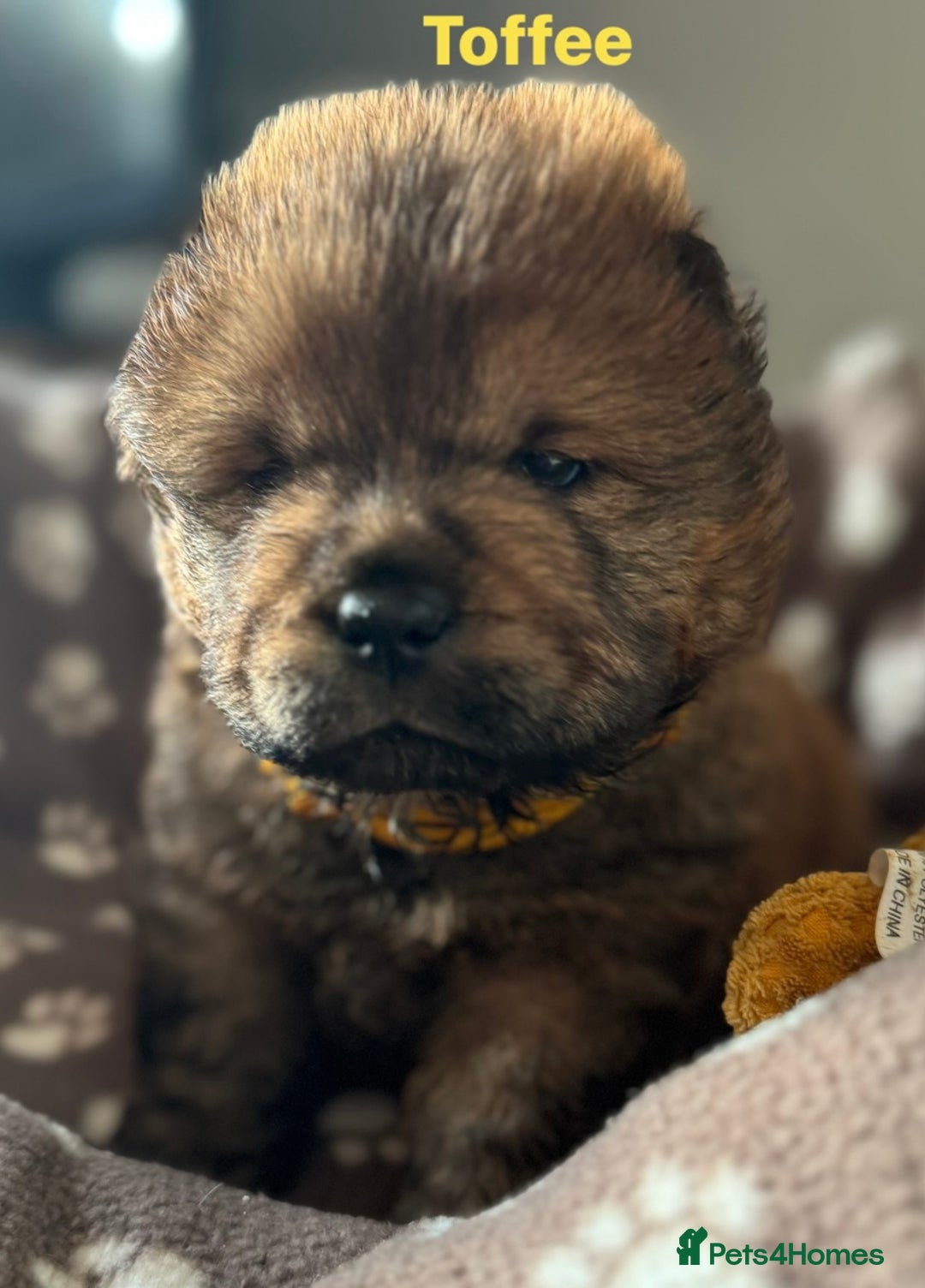 Chow Chow dogs for sale: Wyvernwest - Puppies have arrived  - Advert 4