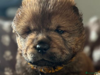 Chow Chow dogs Wyvernwest - Puppies have arrived - Advert 4