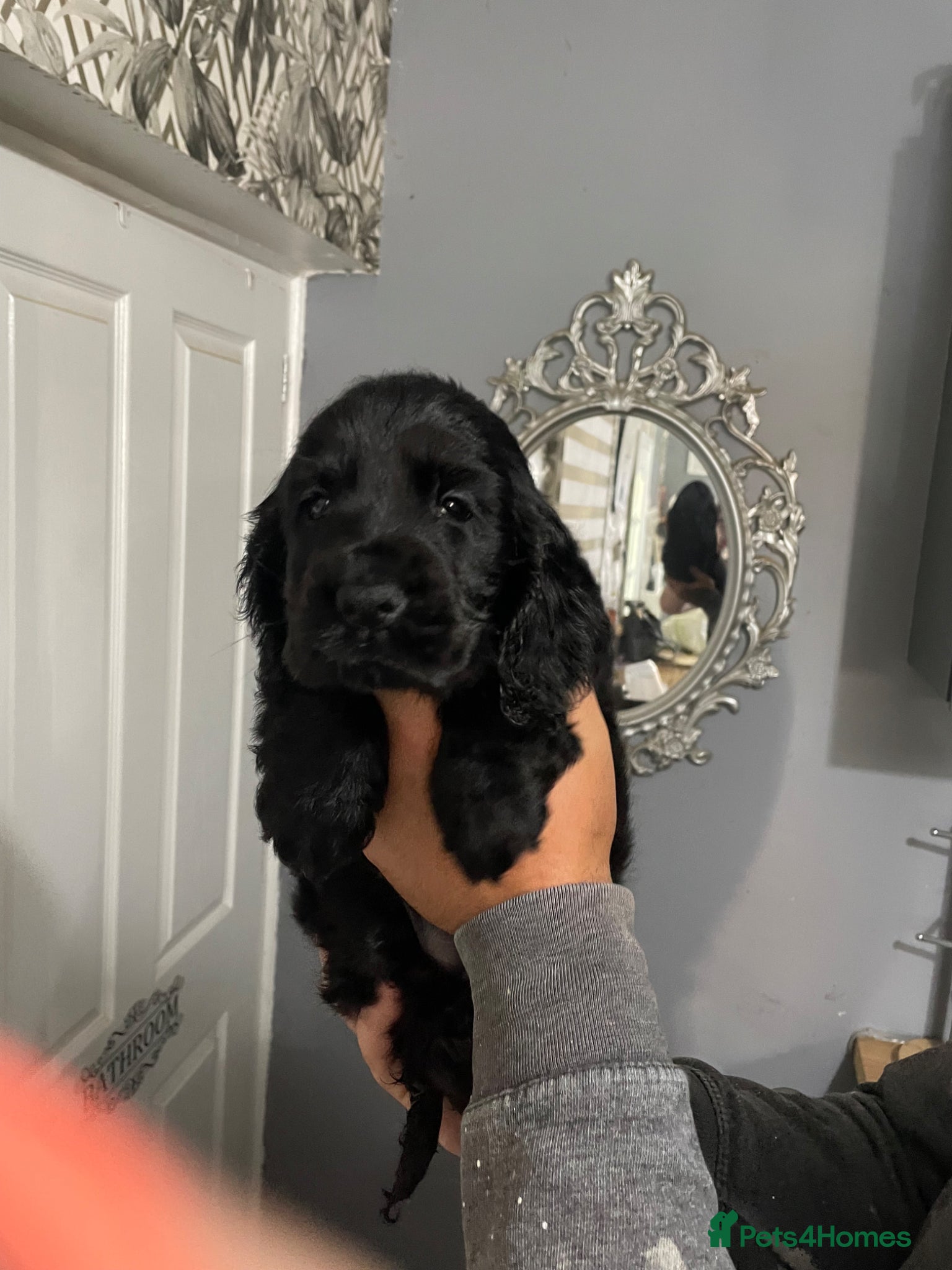Cocker Spaniel dogs Stunning show cocker spaniel puppy’s  - Advert 2