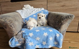Maltese dogs for sale: KC Korean Maltese Terrier Puppies - Image 18