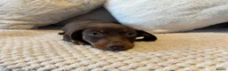 Miniature Dachshund dogs for sale: PRA Clear miniature dachshund puppies for sale  - Advert 7