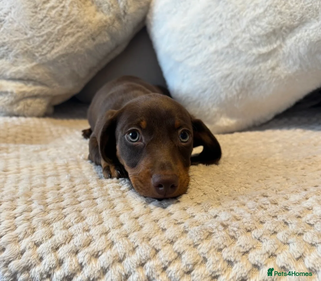 Miniature Dachshund dogs for sale: PRA Clear miniature dachshund puppies for sale  - Advert 7