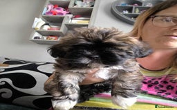 Lhasa Apso dogs for sale: Lhasa apso puppies 4 girls 💗2 boys 🩵 - Image 8