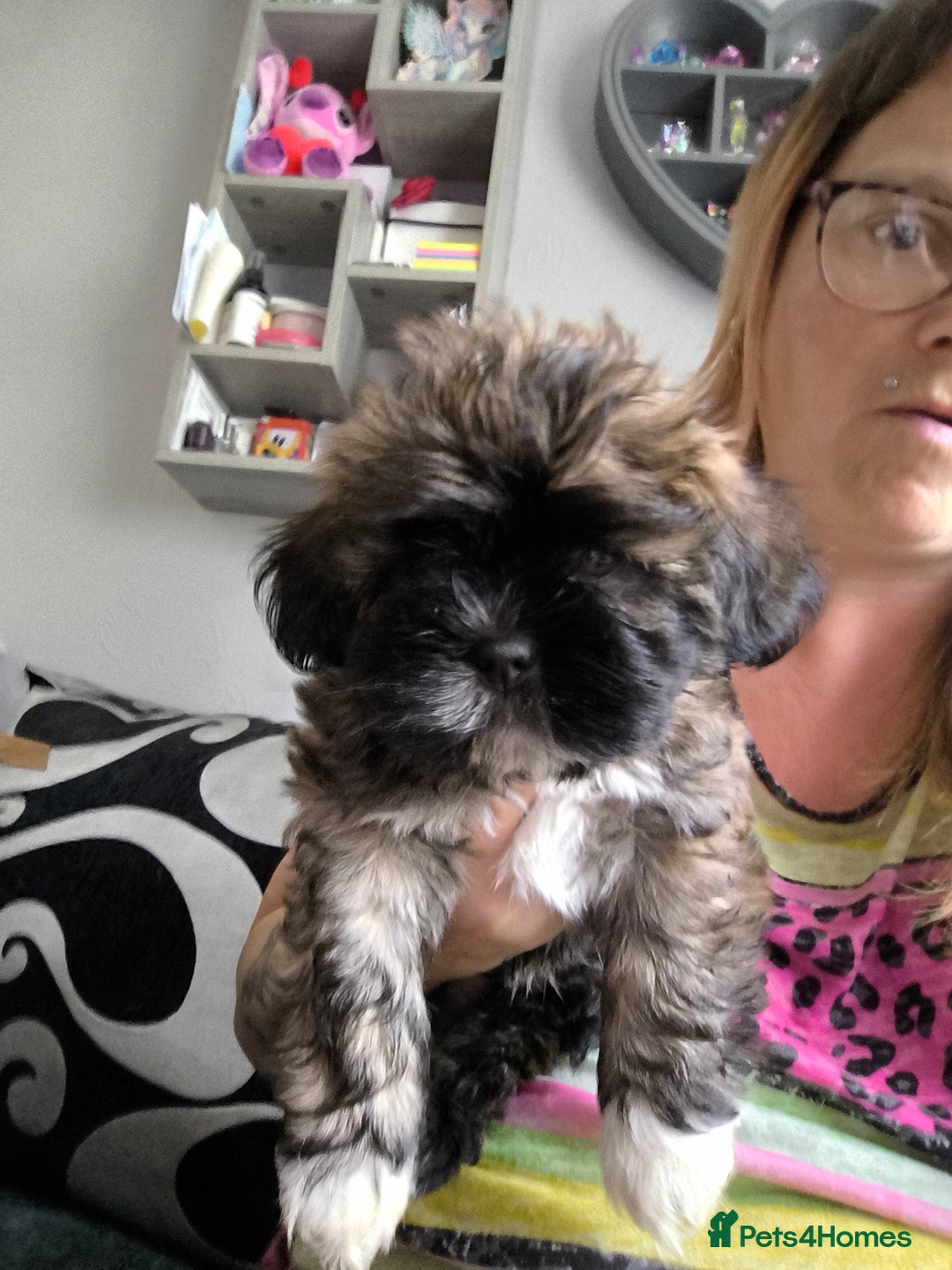 Lhasa Apso dogs for sale: Lhasa apso puppies 4 girls 💗2 boys 🩵 - Image 8