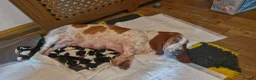 Basset Hound dogs for sale: Beautiful Basset Hounds Ready 18th June - Advert 1