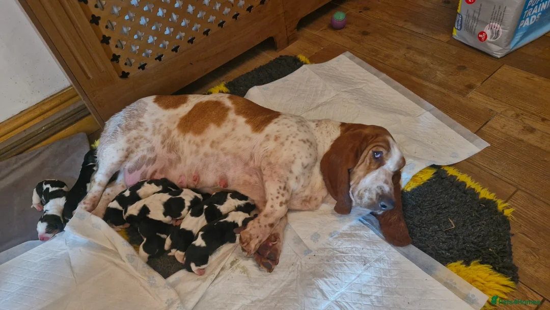 Basset Hound dogs for sale: Beautiful Basset Hounds Ready 18th June - Advert 1