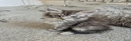 Maine Coon cats for sale: Maine Coon Kittens ready for there forever homes  - Advert 30