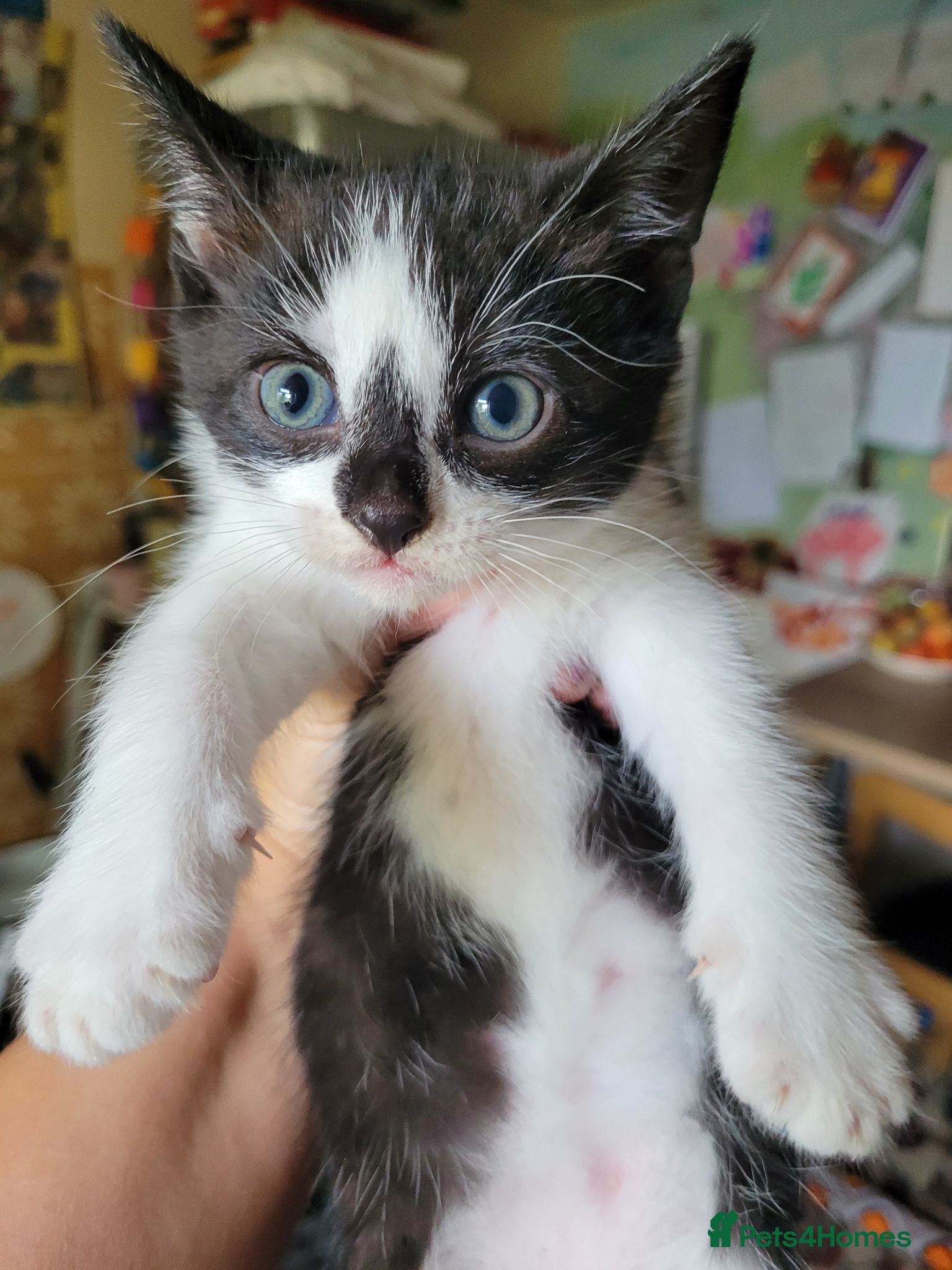 Mixed Breed cats Mixed breed kittens, individually priced - Advert 20