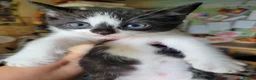 Mixed Breed cats for sale: Kitten 4 - Advert 11