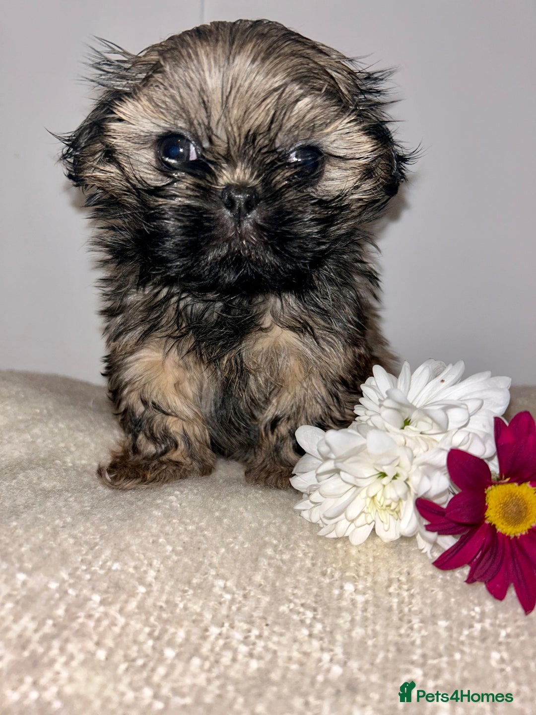 Shih Tzu dogs for stud: Stunning shihtzu stud in Wrexham - Advert 12