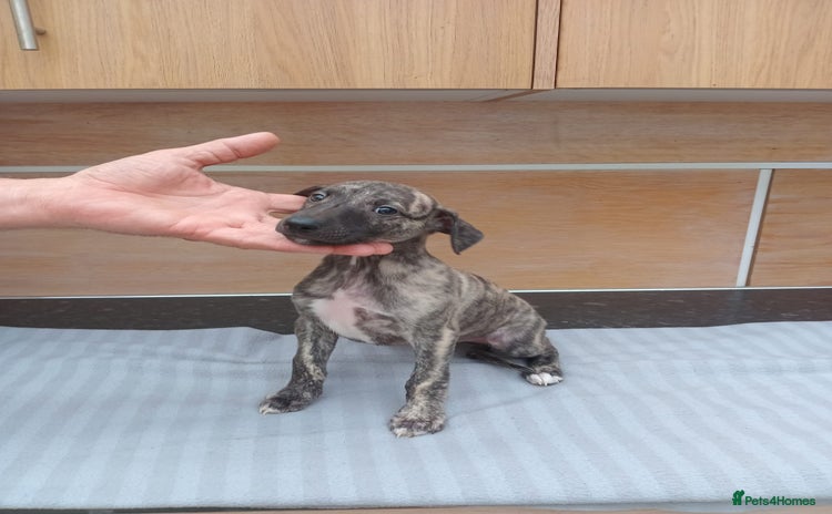 Whippet dogs - Advert 2