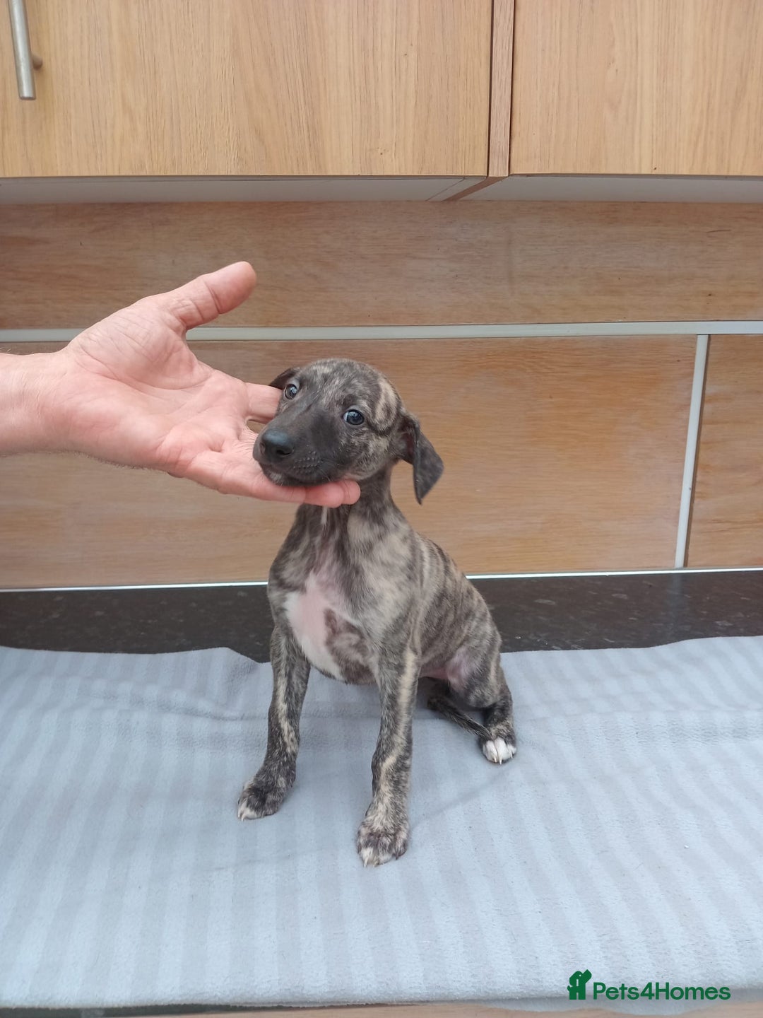 Whippet dogs for sale: *LAST MALE PUPPY* Beautiful KC Registered Puppies - Image 1