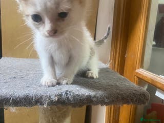 British Shorthair cats British Short Hair Kitten For Sale - Advert 17