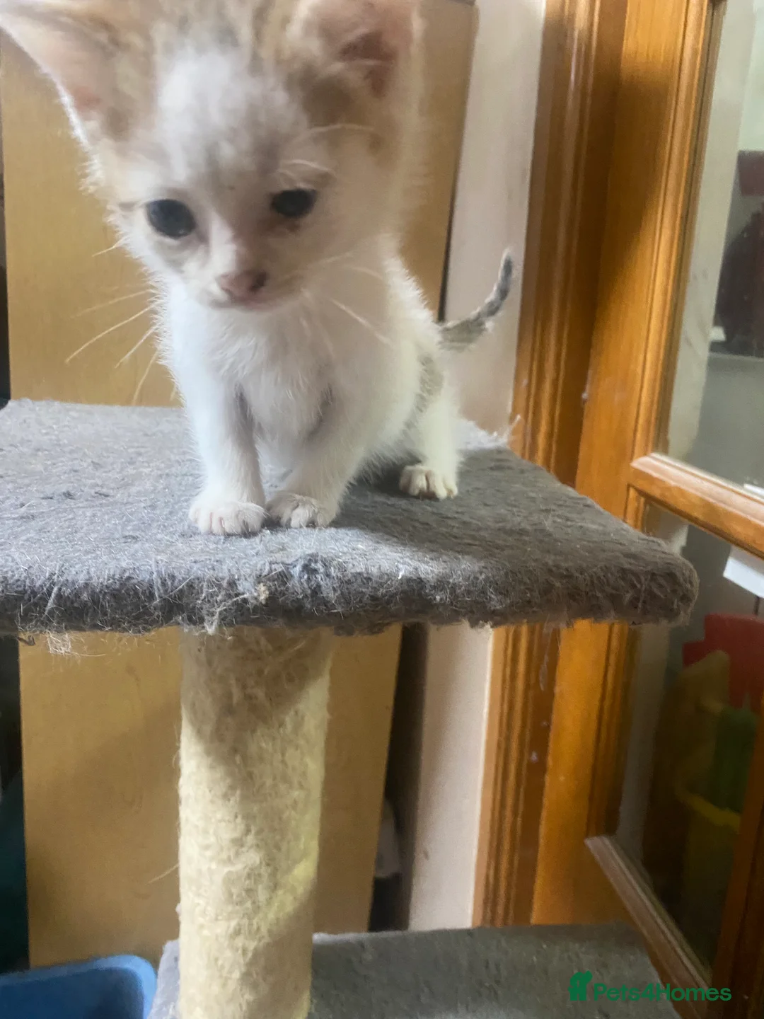 British Shorthair cats for sale: British Short Hair Kitten For Sale  - Advert 1